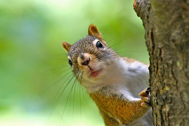 humane grey squirrel removal buckhead ga