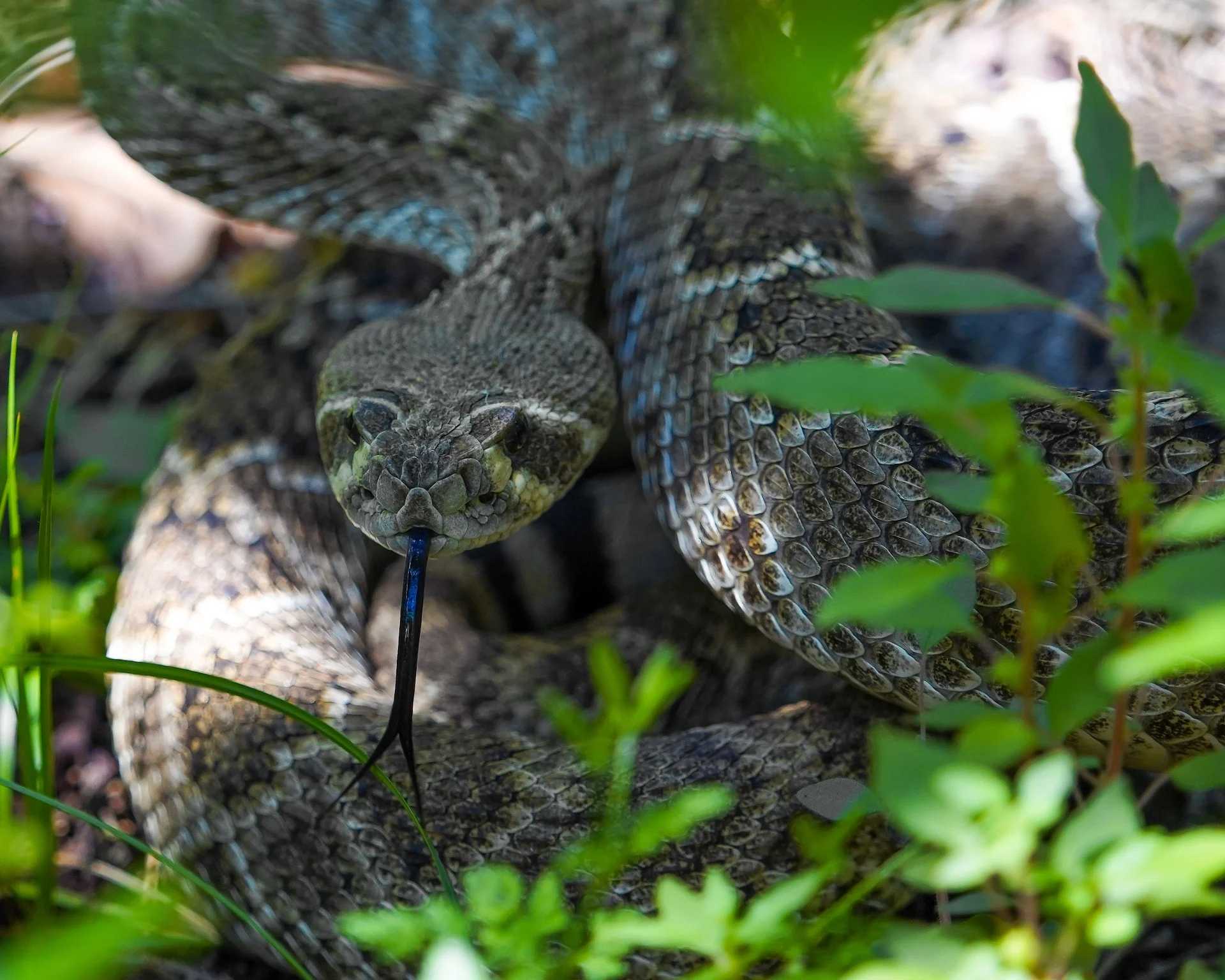Emergency venomous snake removal Atlanta, Georgia