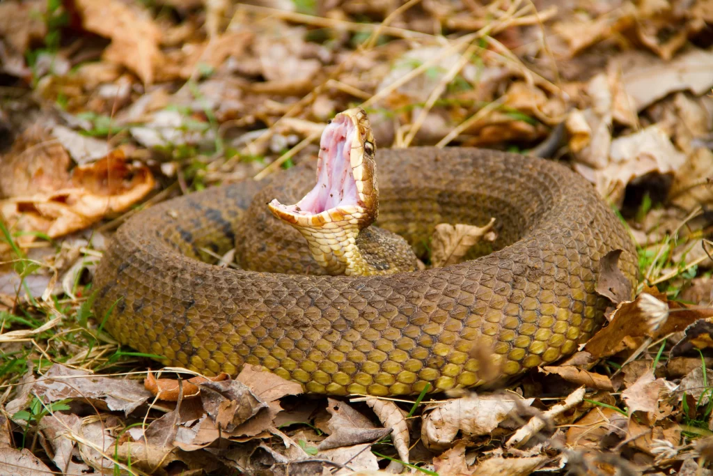 water mocassin coiled | Perimeter Wildlife Control snake removal services in sandy springs ga