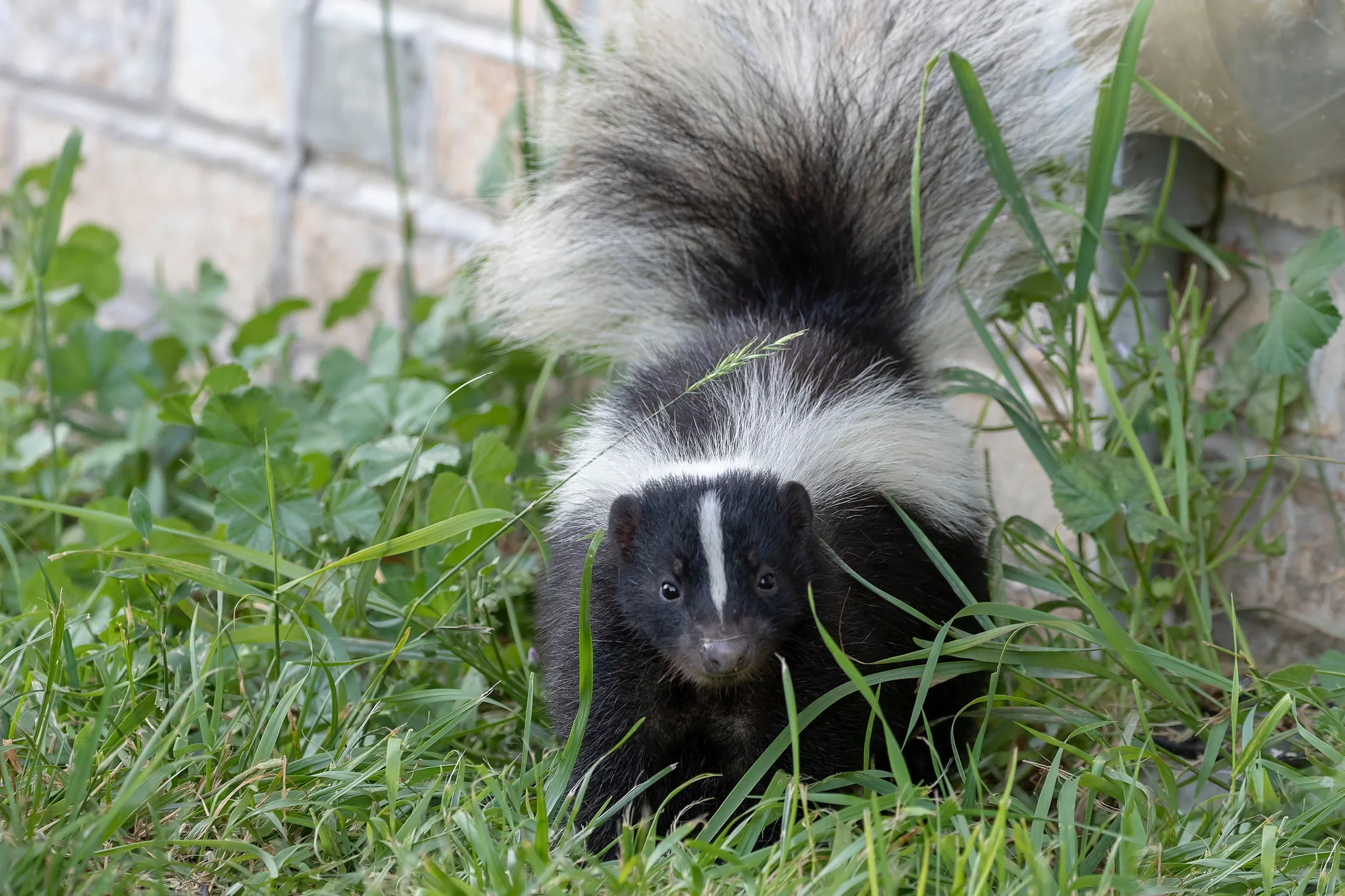 skunk removal atlanta georgia