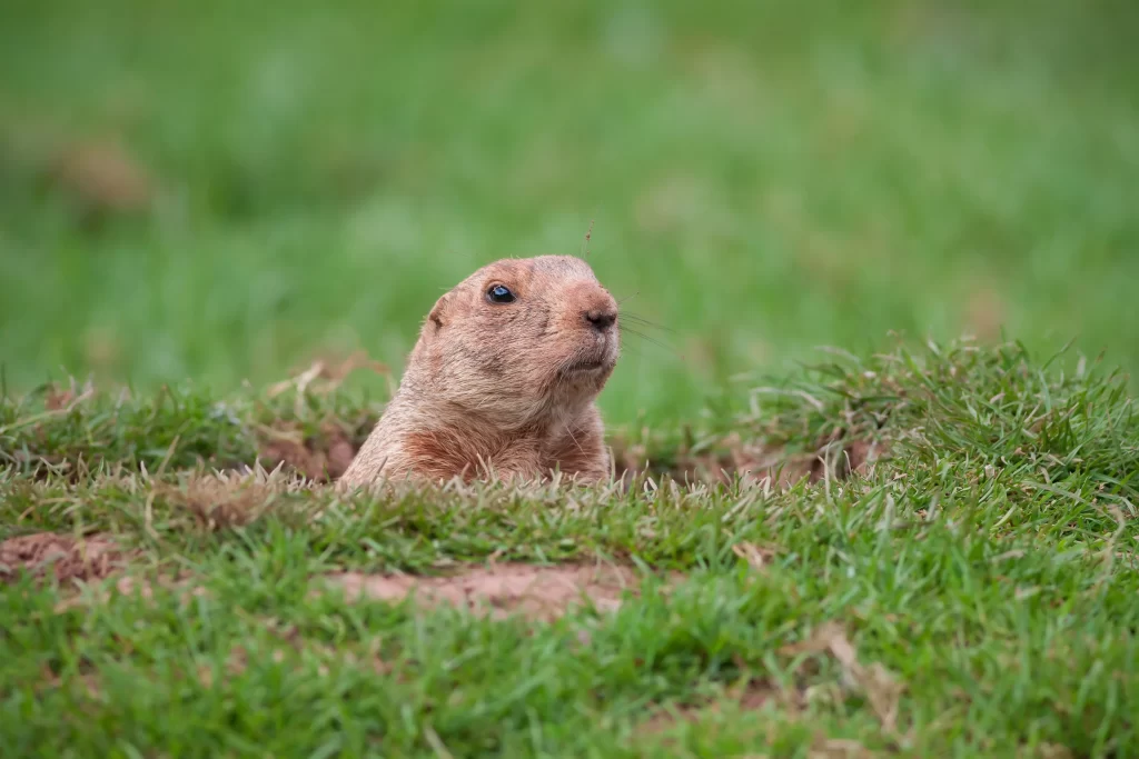 AdobeStock_61850356 | Perimeter Wildlife Control groundhog removal and trapping in atlanta ga
