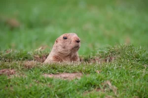 Keeping Pests Away From Your Property | Perimeter Wildlife | Perimeter Wildlife Control