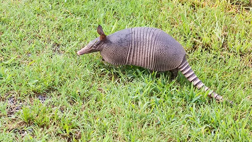 armadillo2 | Perimeter Wildlife Control armadillo trapping & removal atlanta ga