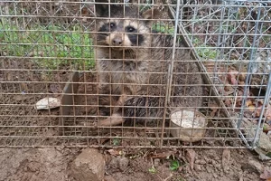 Common Raccoon Attic Issues | Perimeter Wildlife | Perimeter Wildlife Control