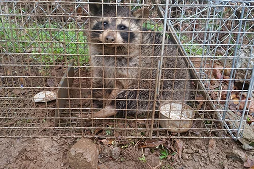 Raccoon removal Atlanta GA