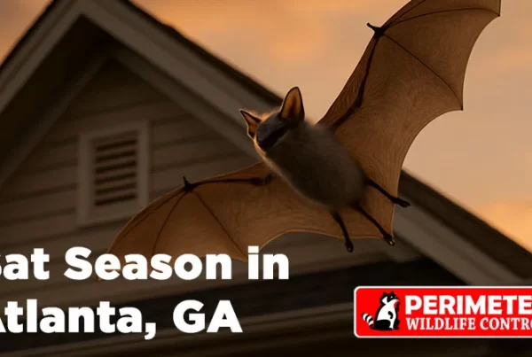 bat exclusion atlanta georgia