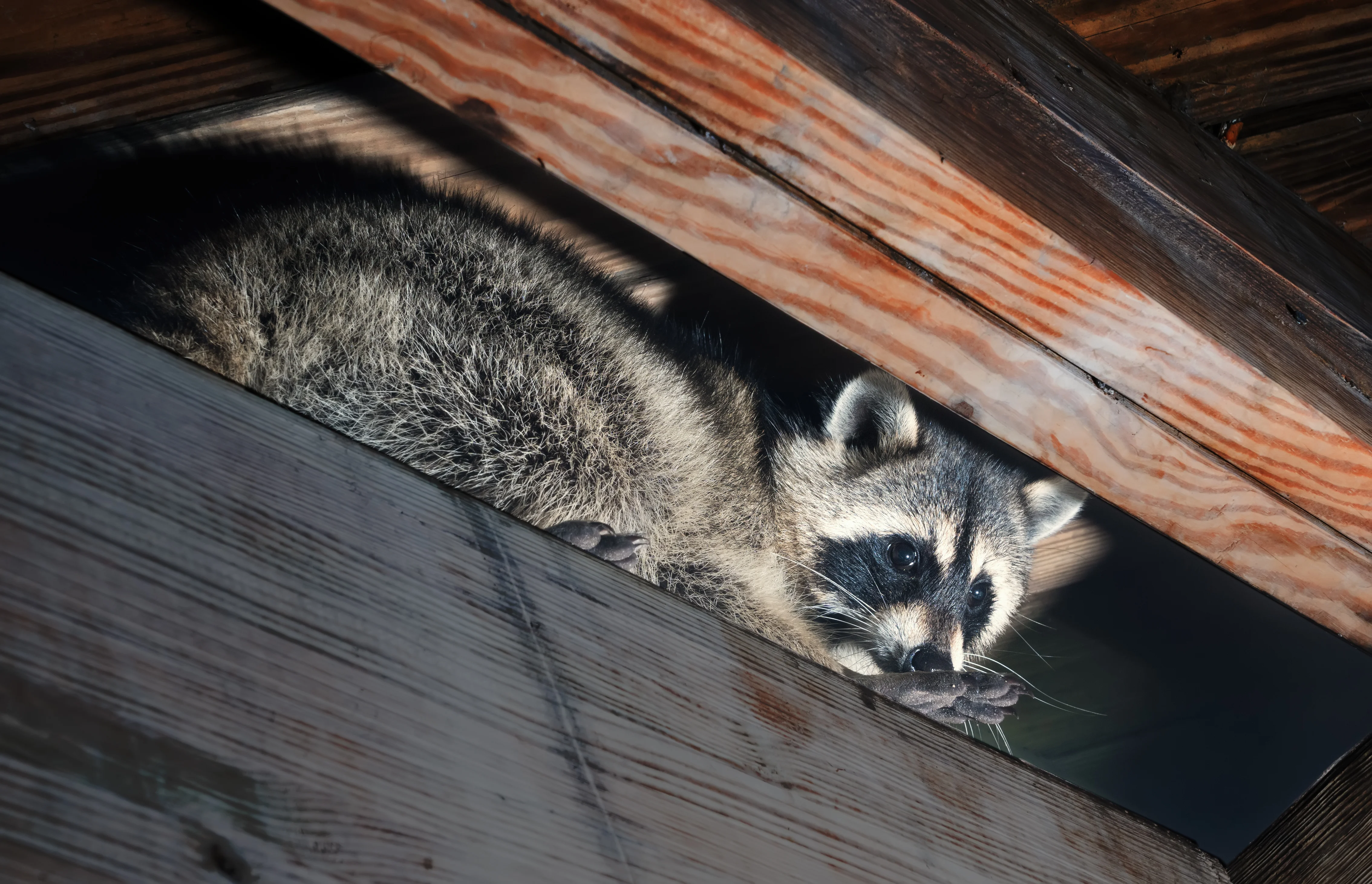 Raccoons in Attic | Atlanta Georgia