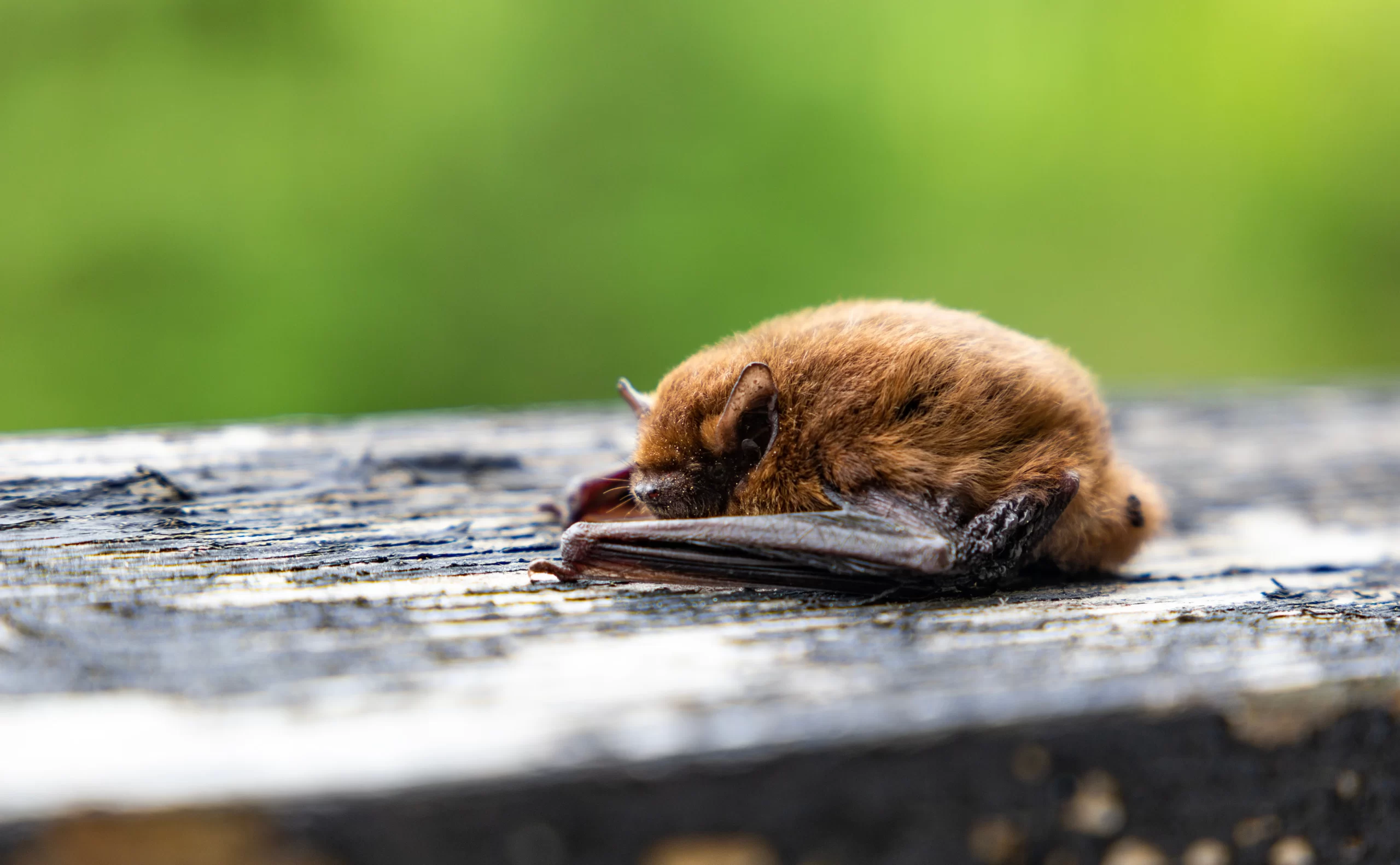 bat removal atlanta ga