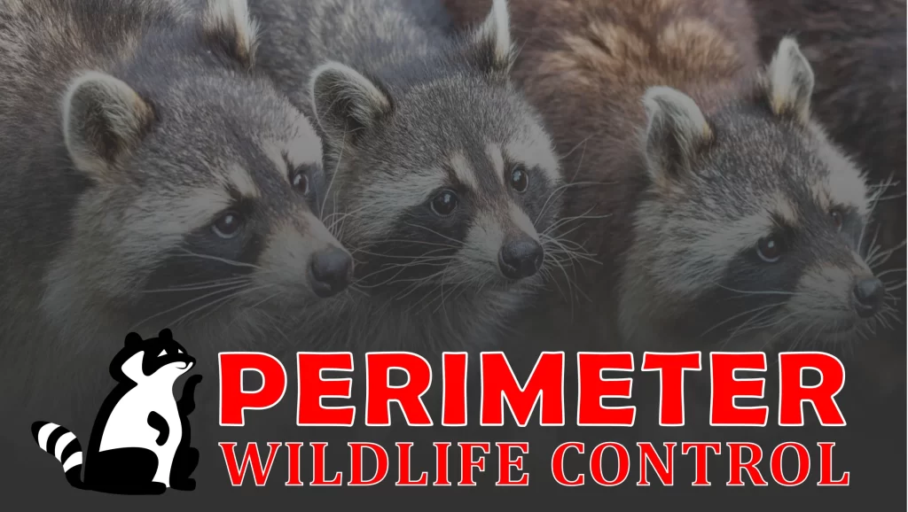 Baby Raccoons | Perimeter Wildlife Control perimeter wildlife control atlanta