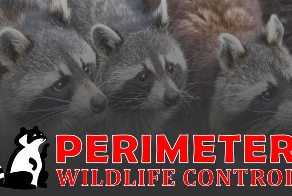 perimeter wildlife commercial raccoon removal and control atlanta