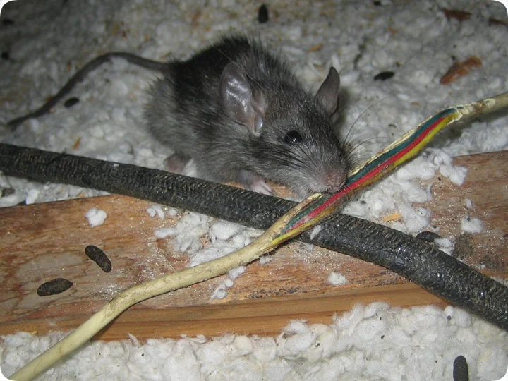 | Perimeter Wildlife Control Rat Chew Electrical Wiring