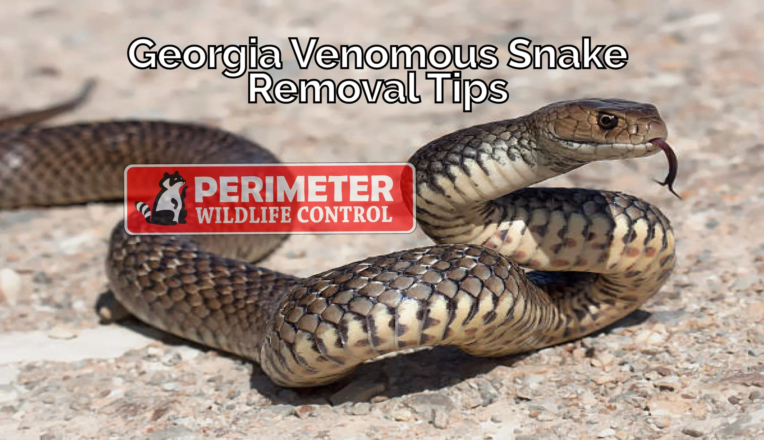 Georgia Venomous Snake Removal Tips