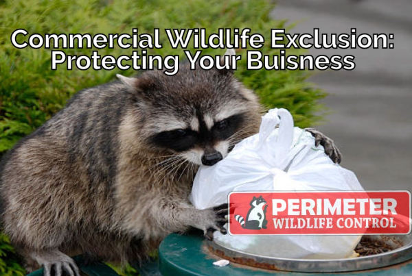 commercial raccoon removal wildlife exclusion service atlanta ga