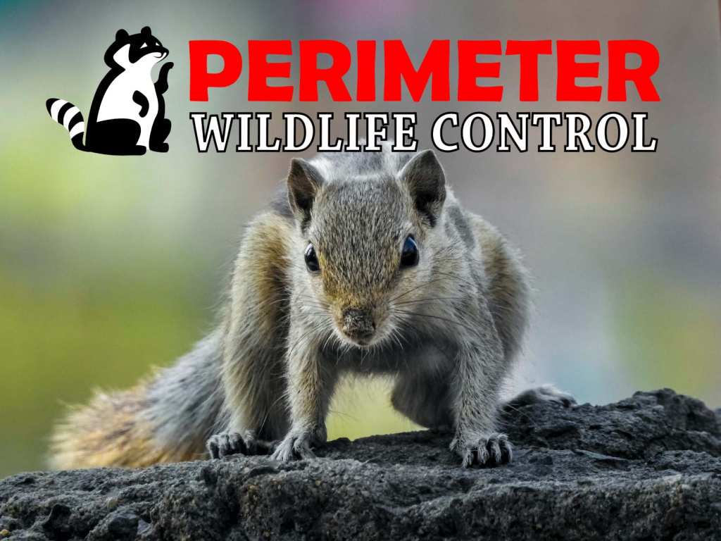 confrontational squirrel | Perimeter Wildlife Control expert squirrel control buckhead atlanta ga