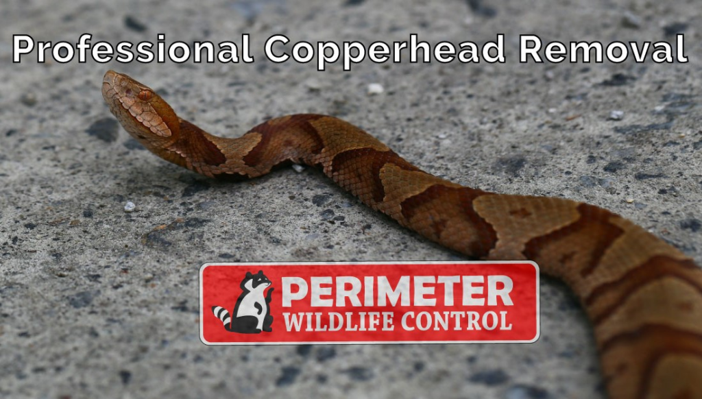 copperhead professional | Perimeter Wildlife Control professional venomous snake copperhead removal decatur, georgia