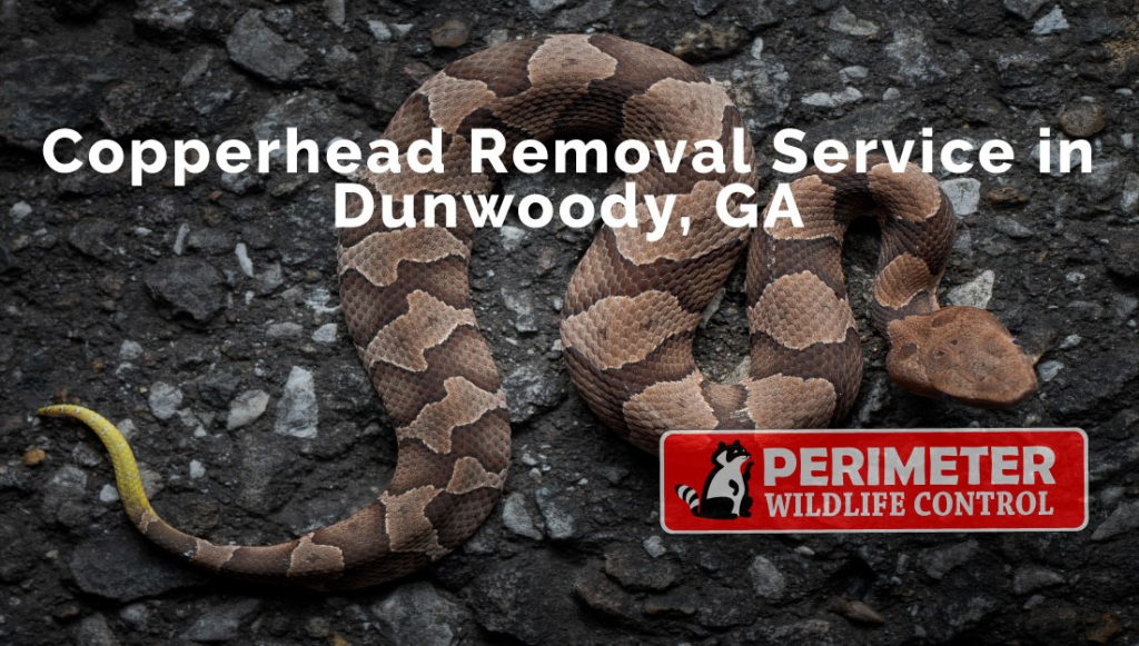 copperhead removal dunwoody ga | Perimeter Wildlife Control emergency venomous snake removal and snake control dunwoody ga