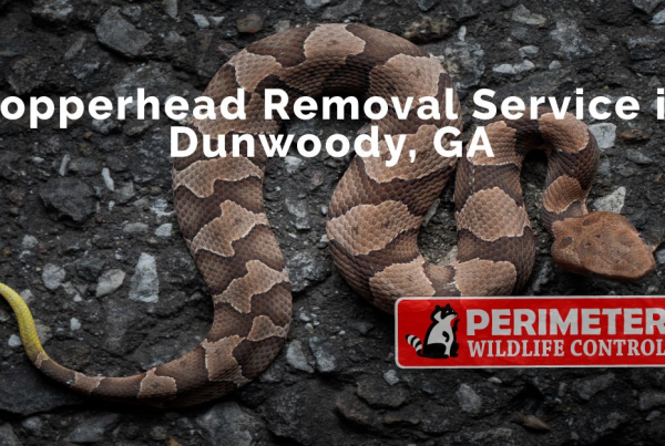 emergency venomous snake removal and snake control dunwoody ga