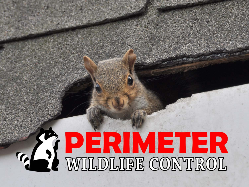 squirrel at entry point | Perimeter Wildlife Control suwanee wildlife control ga