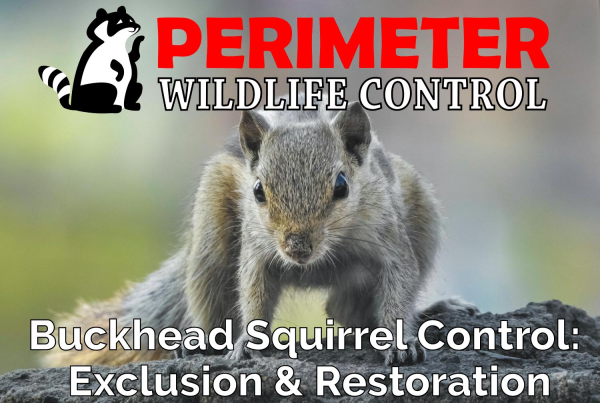 professional squirrel control buckhead atlanta