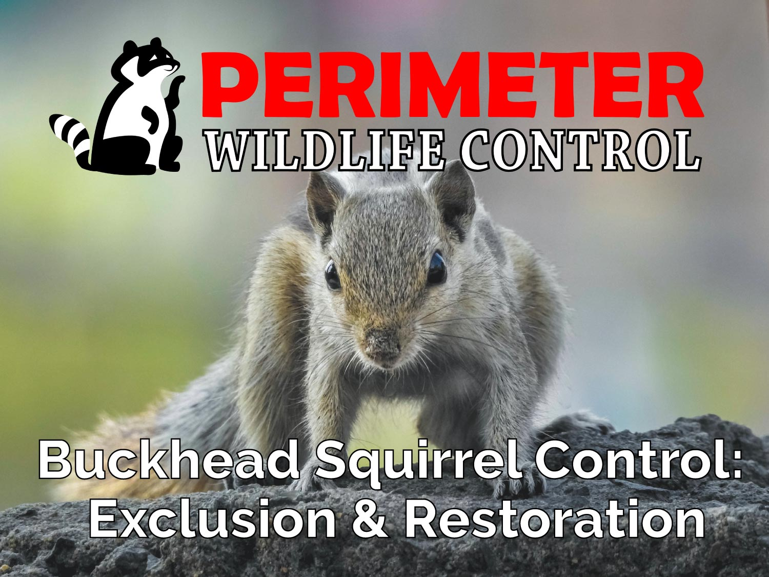 Buckhead Squirrel Control: Exclusion & Restoration